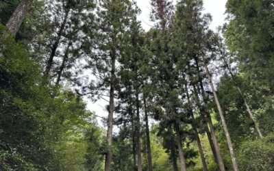 ABB73414-E3EF-4E31-A161-192DD2E3B077